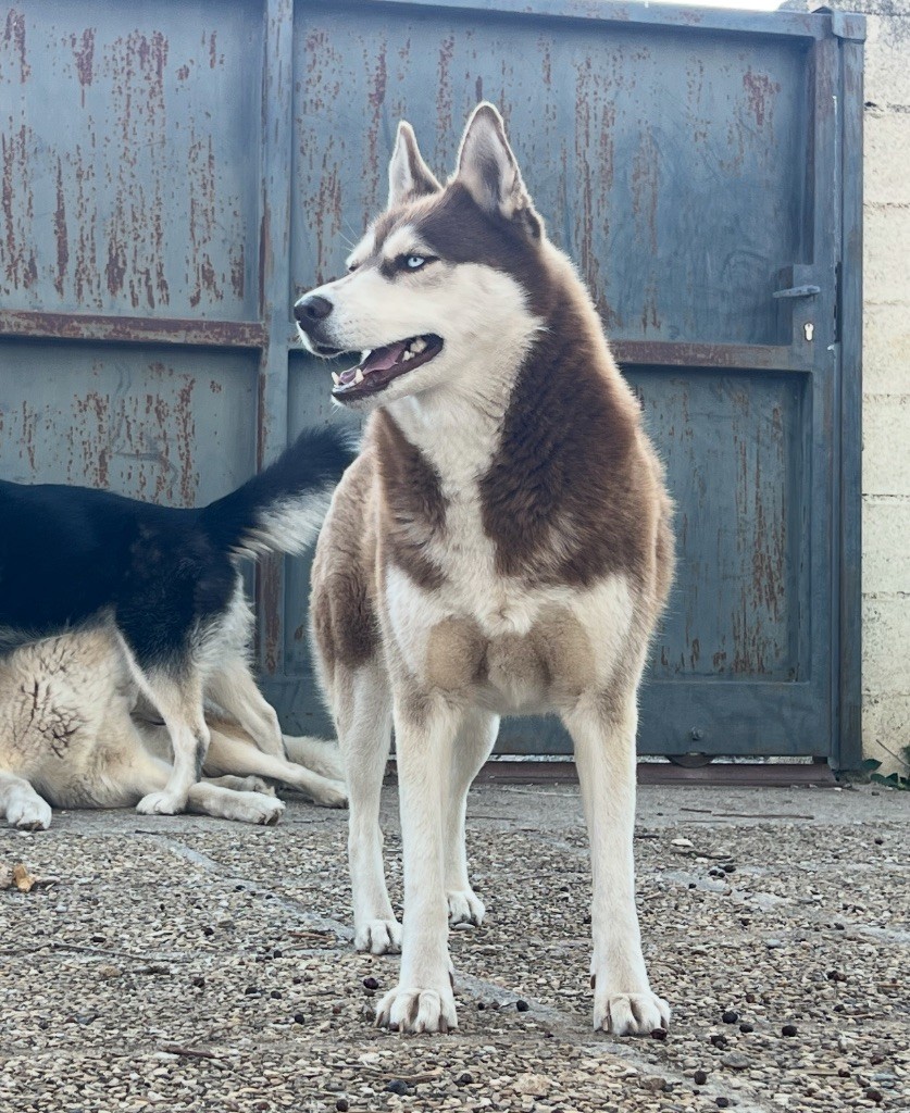 S taya Les Truffes Capricieuses