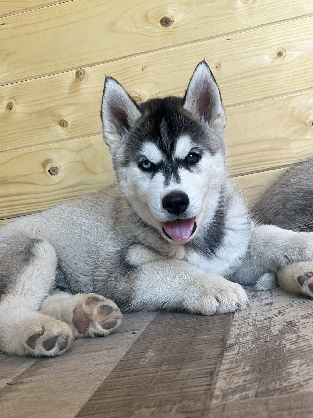 Of Seven’s Legacy - Chiots disponibles - Siberian Husky
