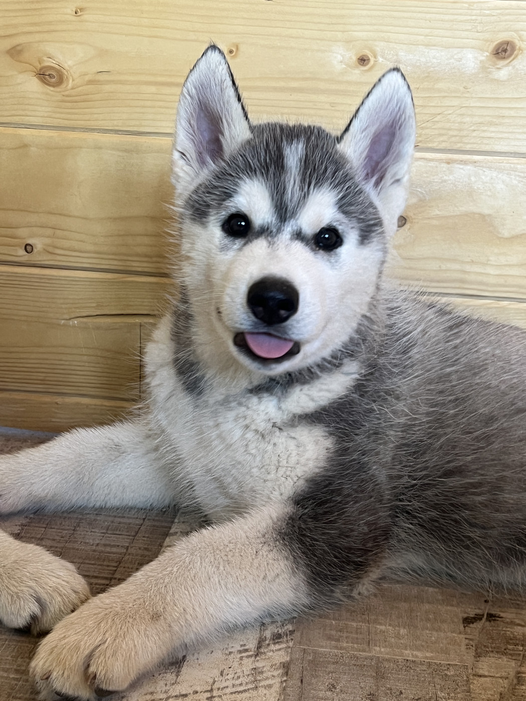 Of Seven’s Legacy - Chiots disponibles - Siberian Husky