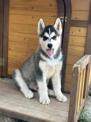 Blood Wolf Hvitserk